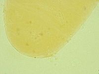 Diphascon alpinum image
