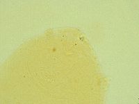 Diphascon alpinum image
