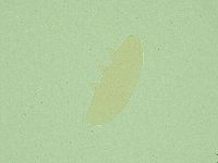 Diphascon alpinum image