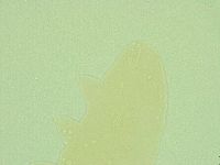 Diphascon alpinum image
