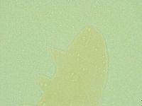 Diphascon alpinum image