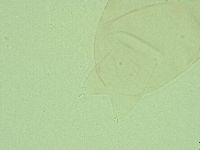 Diphascon alpinum image