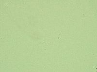 Diphascon alpinum image