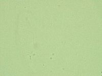 Diphascon alpinum image
