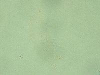 Diphascon alpinum image