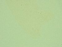 Diphascon alpinum image