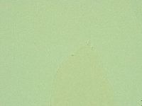 Diphascon alpinum image
