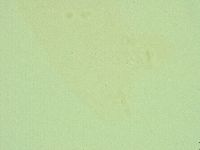 Diphascon alpinum image