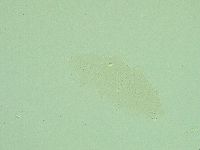Diphascon alpinum image