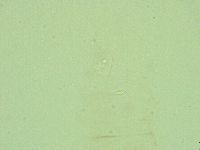 Diphascon alpinum image