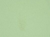 Diphascon alpinum image