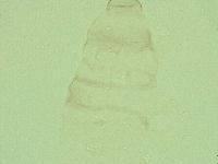 Diphascon alpinum image