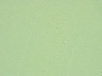 Diphascon alpinum image