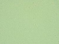 Diphascon alpinum image