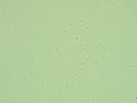 Diphascon alpinum image