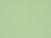 Diphascon alpinum image