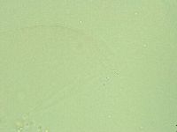 Diphascon alpinum image