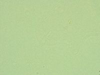 Diphascon alpinum image
