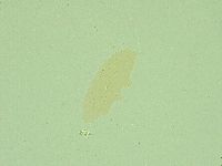 Diphascon alpinum image