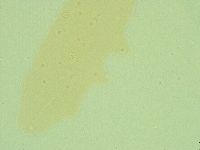 Diphascon alpinum image