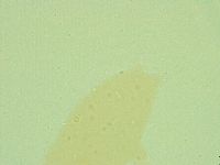Diphascon alpinum image