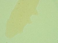 Diphascon alpinum image
