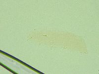 Diphascon alpinum image