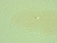 Diphascon alpinum image