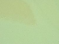 Diphascon alpinum image