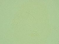 Diphascon alpinum image