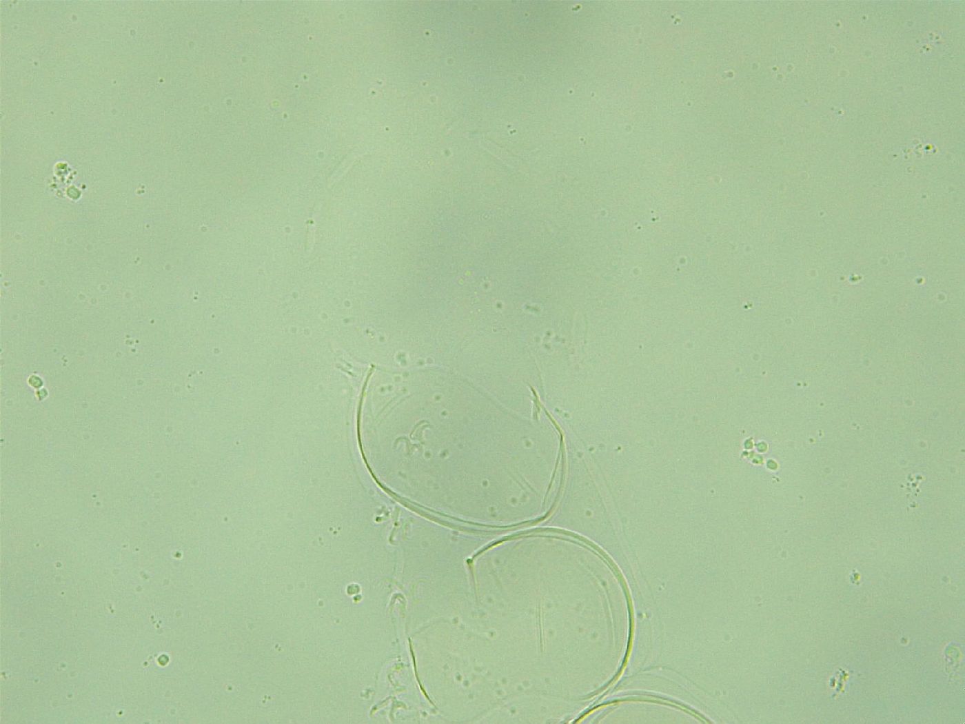 Diphascon alpinum image