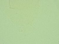 Diphascon alpinum image