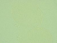Diphascon alpinum image