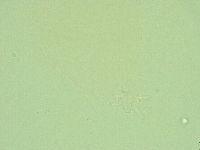 Diphascon alpinum image