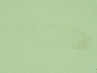 Diphascon alpinum image