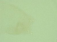 Diphascon alpinum image