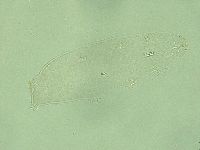 Diphascon alpinum image