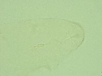 Diphascon alpinum image