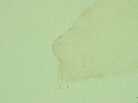 Diphascon alpinum image