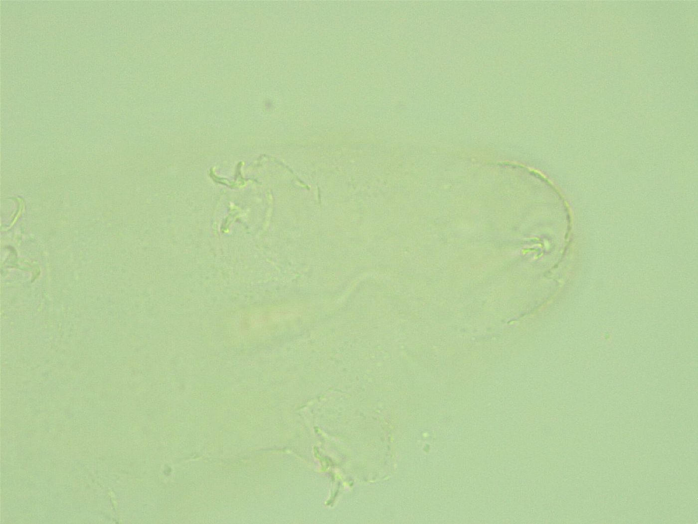 Diphascon alpinum image