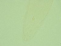 Diphascon alpinum image
