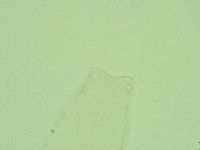Diphascon alpinum image
