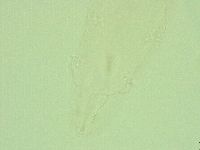 Diphascon alpinum image