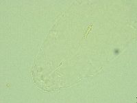 Diphascon alpinum image