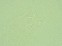 Diphascon alpinum image