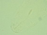 Diphascon alpinum image
