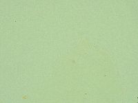 Diphascon alpinum image