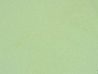 Diphascon alpinum image