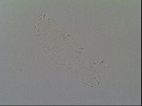 Diphascon alpinum image