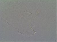 Diphascon alpinum image